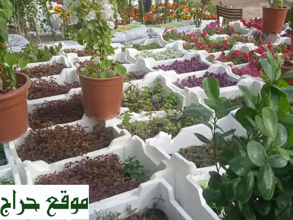 مشتل أبو ريان الرياض: واحتك الخضراء! زرع، تنسيق حدائق، شبكات ري وعروض لا تقارن. 2