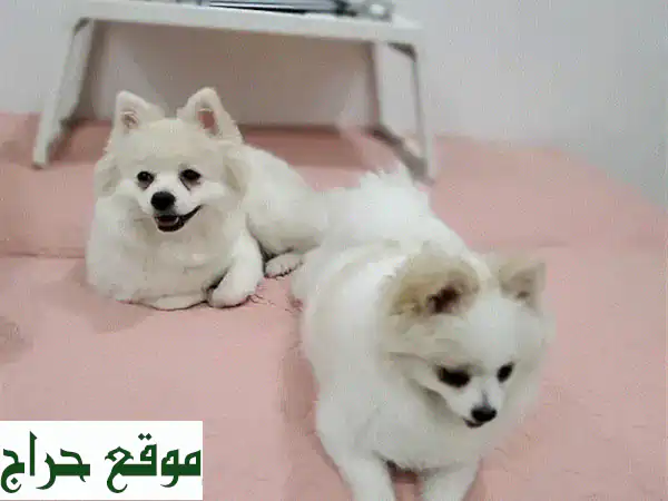 فرصة ذهبية: كلاب بوميرانيان أصيلة للبيع 🐾 رفقاء العمر المرحون بجواز سفر!