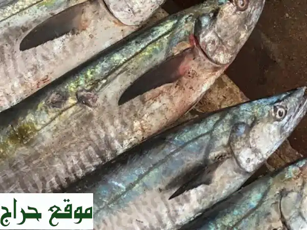 أسماك طازجة بالجملة في الإمارات: جودة استثنائية لكل مطعم ومنزل! 4