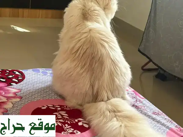 قط شيرازي ذكر للبيع 2
