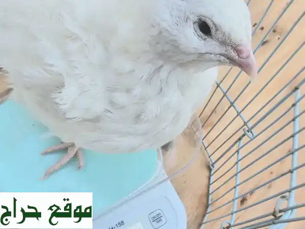 صيصان تكساس جامبو أصلية 100% - استثمر في النمو السريع والأوزان الفائقة! 2