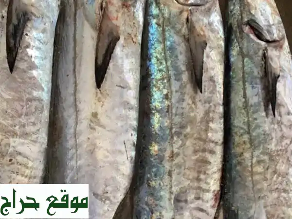أسماك طازجة بالجملة في الإمارات: جودة استثنائية لكل مطعم ومنزل! 2