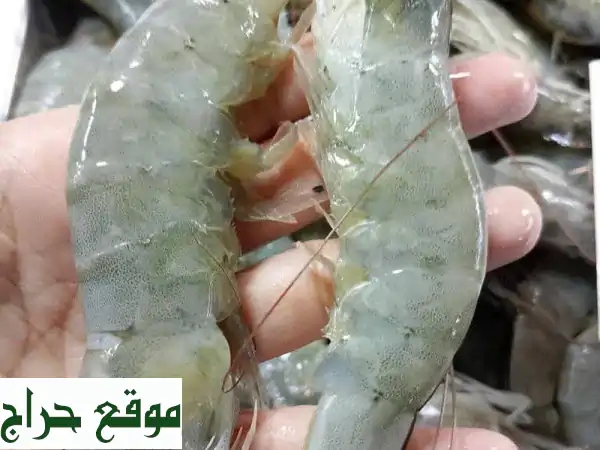 أسماك طازجة بالجملة في الإمارات: جودة استثنائية لكل مطعم ومنزل!