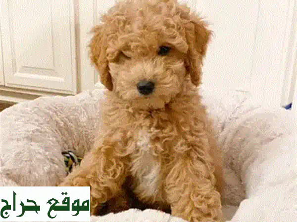 ميني جولدندودل مستورد للبيع: جرو بعمر شهرين وجاهز للمنزل! (لبنان والعالم) 4
