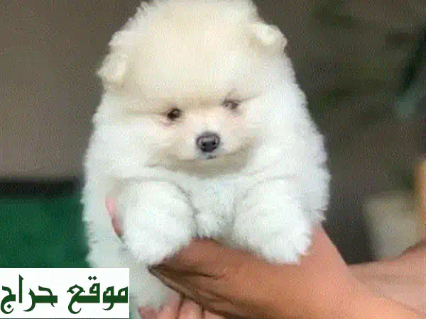 ميني جولدندودل مستورد للبيع: جرو بعمر شهرين وجاهز للمنزل! (لبنان والعالم) 2