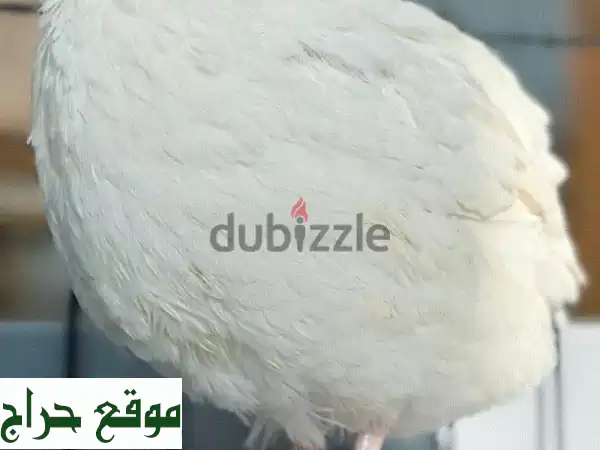 صيصان تكساس جامبو أصلية 100% - استثمر في النمو السريع والأوزان الفائقة! 3