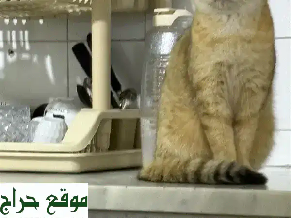 فرصة لا تعوض: شنشيلا ذهبية أنثى ساحرة للبيع - عمر 3 سنوات 2