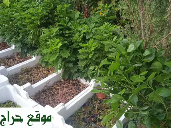 مشتل أبو ريان الرياض: واحتك الخضراء! زرع، تنسيق حدائق، شبكات ري وعروض لا تقارن. 3