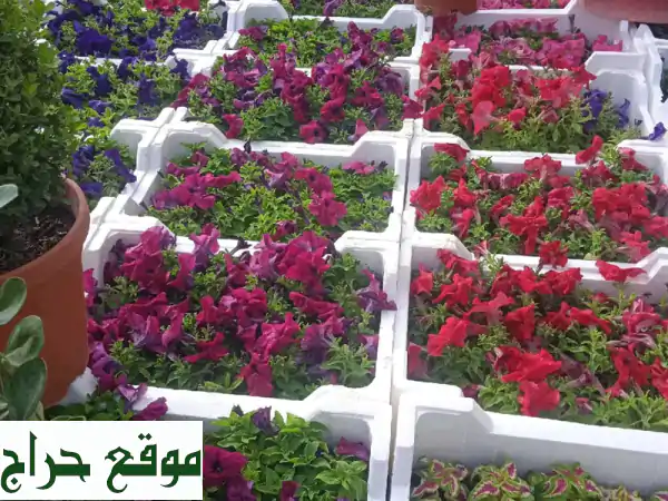 مشتل أبو ريان الرياض: واحتك الخضراء! زرع، تنسيق حدائق، شبكات ري وعروض لا تقارن.