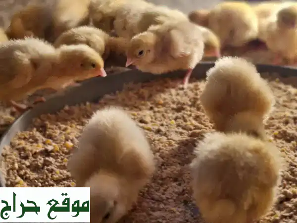 صيصان تكساس جامبو أصلية 100% - استثمر في النمو السريع والأوزان الفائقة!