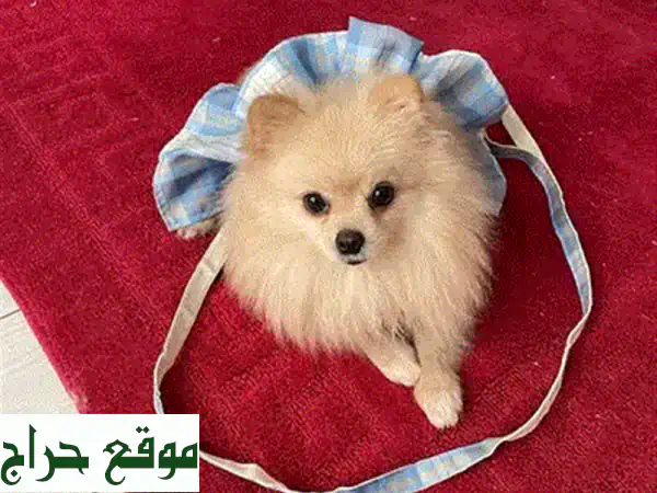 فرصة ذهبية: كلاب بوميرانيان أصيلة للبيع 🐾 رفقاء العمر المرحون بجواز سفر! 3