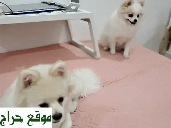 فرصة ذهبية: كلاب بوميرانيان أصيلة للبيع 🐾 رفقاء العمر المرحون بجواز سفر! 2