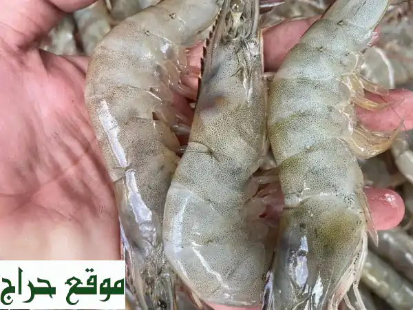 أسماك طازجة بالجملة في الإمارات: جودة استثنائية لكل مطعم ومنزل! 3