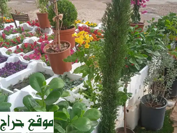 مشتل أبو ريان الرياض: واحتك الخضراء! زرع، تنسيق حدائق، شبكات ري وعروض لا تقارن. 4