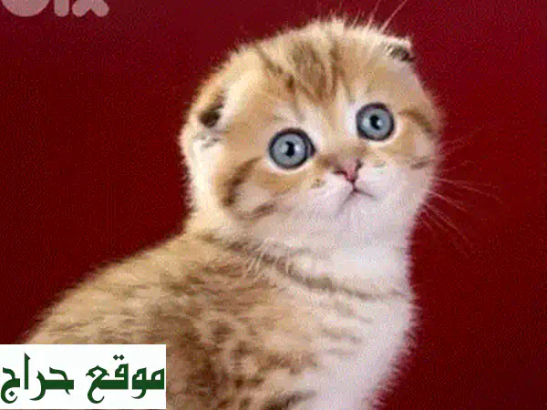 فرصة لا تعوض! قط شيرازي شينشيلا فضي ذكر للبيع | عمر شهرين فقط | رفيقك الجديد ينتظرك! 2