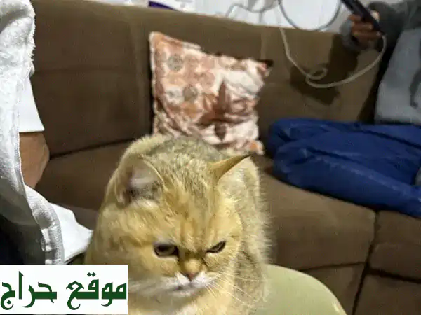 فرصة لا تعوض: شنشيلا ذهبية أنثى ساحرة للبيع - عمر 3 سنوات 3