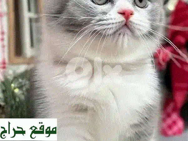 فرصة لا تعوض! قط شيرازي شينشيلا فضي ذكر للبيع | عمر شهرين فقط | رفيقك الجديد ينتظرك! 3