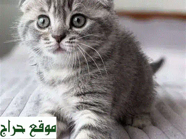 فرصة لا تعوض! قط شيرازي شينشيلا فضي ذكر للبيع | عمر شهرين فقط | رفيقك الجديد ينتظرك! 4
