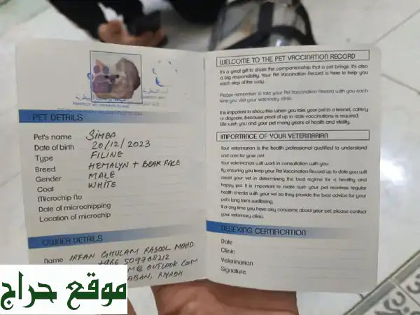 للبيع قط عالمي مميز بالرياض: رفيقك الأليف بجواز سفر لـ 11 دولة! (حي اليرموك)
