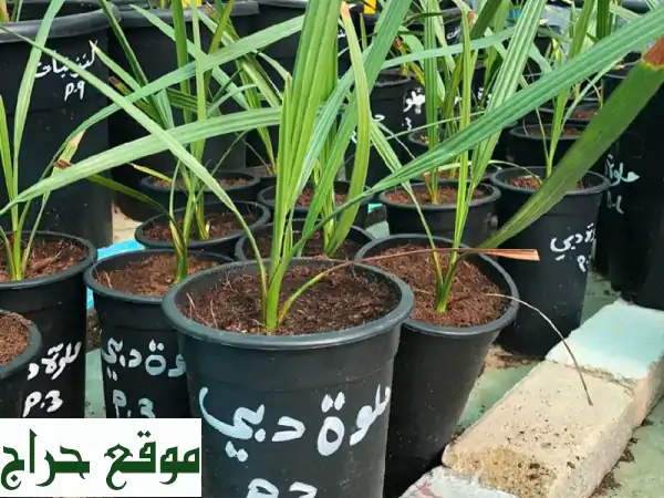 نخيل للبيع: أجود أنواع الحلاص، البرحي، المجدول، الزملي. جمال وجودة لبيتك ومزرعتك!