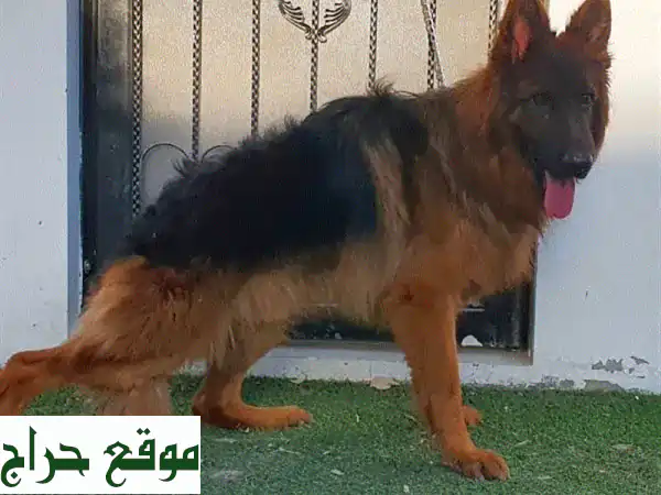 جيرمن شيبرد لونق هير شولاين للبيع | ذكر بمستوى احترافي وصحة ممتازة - رفيقك الأمثل!