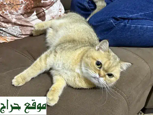 فرصة لا تعوض: شنشيلا ذهبية أنثى ساحرة للبيع - عمر 3 سنوات 4