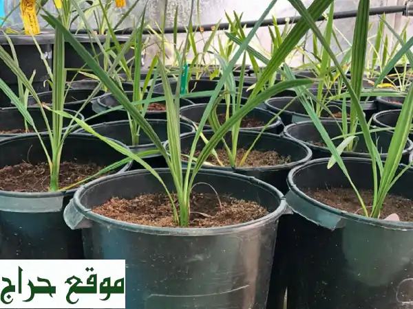 نخيل للبيع: أجود أنواع الحلاص، البرحي، المجدول، الزملي. جمال وجودة لبيتك ومزرعتك! 2