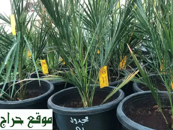 نخيل للبيع: أجود أنواع الحلاص، البرحي، المجدول، الزملي. جمال وجودة لبيتك ومزرعتك! 3