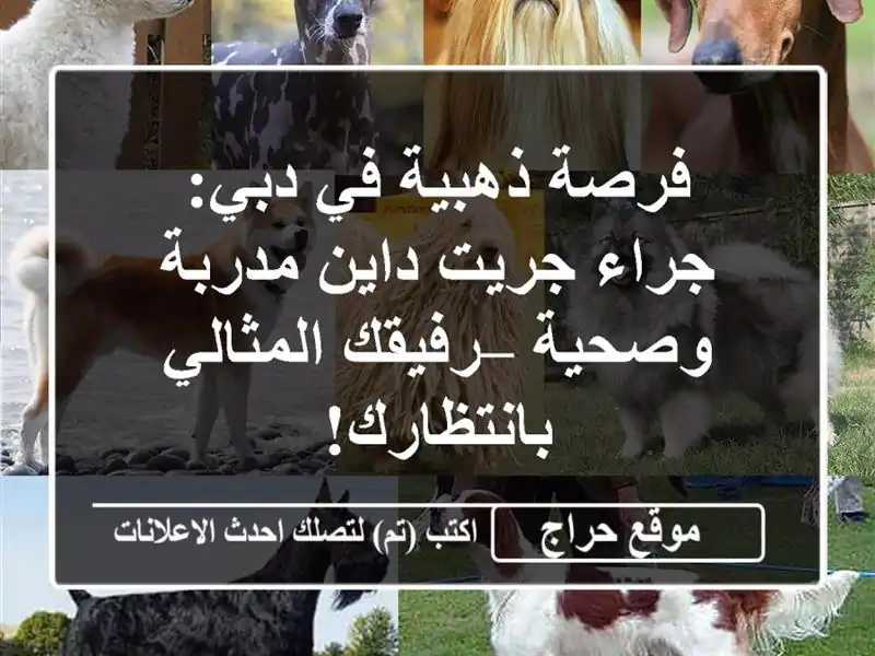 فرصة ذهبية في دبي: جراء جريت داين مدربة وصحية – رفيقك المثالي بانتظارك!