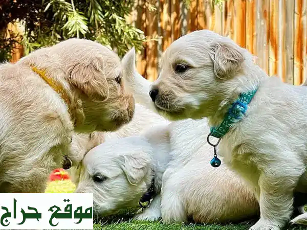 فرصة العمر! جروة جولدن ريتريفر أنثى 'روزي' المدربة بانتظار منزلها الجديد (مطعمة وموثقة) 3