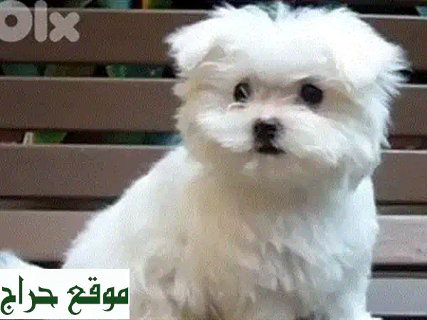 جراء بيشون مالطيز أصيلة | ذكور وإناث للبيع (حزمة متكاملة وشاملة) - كلاب للبيع 4