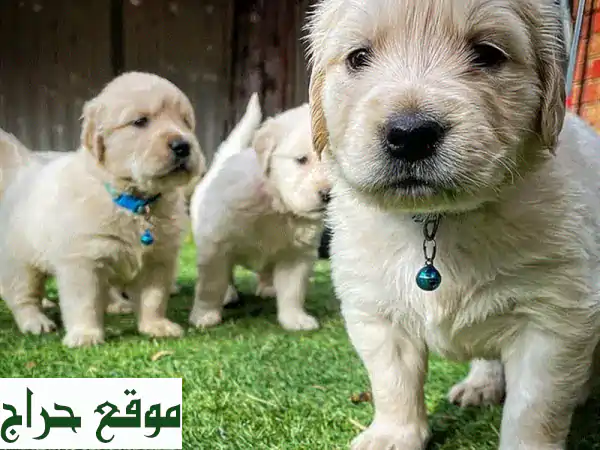 فرصة العمر! جروة جولدن ريتريفر أنثى 'روزي' المدربة بانتظار منزلها الجديد (مطعمة وموثقة) 2