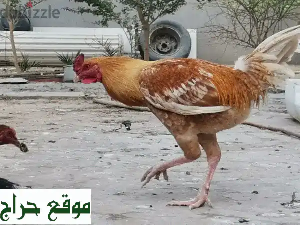 فرصة لا تعوض! 5 ديكة بحرينية أصيلة للبيع - جمال، صحة، وأداء مثالي 3
