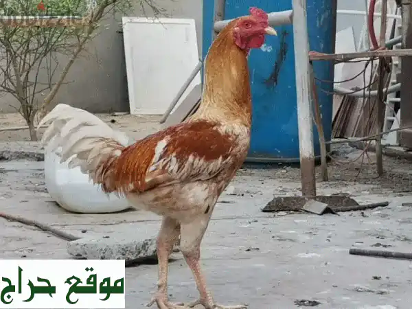 فرصة لا تعوض! 5 ديكة بحرينية أصيلة للبيع - جمال، صحة، وأداء مثالي 4