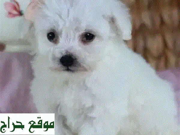 جراء بيشون مالطيز أصيلة | ذكور وإناث للبيع (حزمة متكاملة وشاملة) - كلاب للبيع 3
