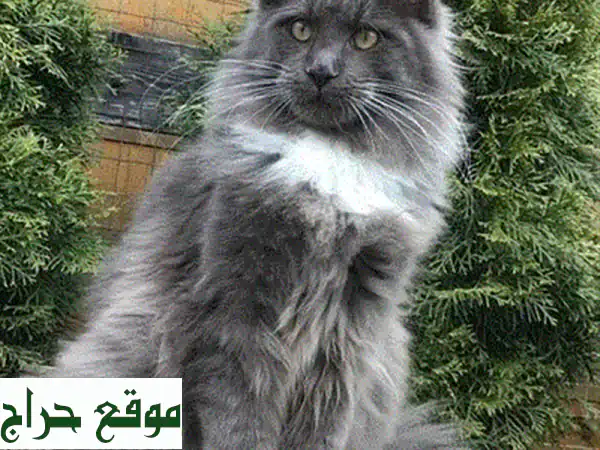 قطة أليفة للتبني: رفيقة مثالية، مطيعة ومدربة، منزوعة المخالب الأمامية! 3