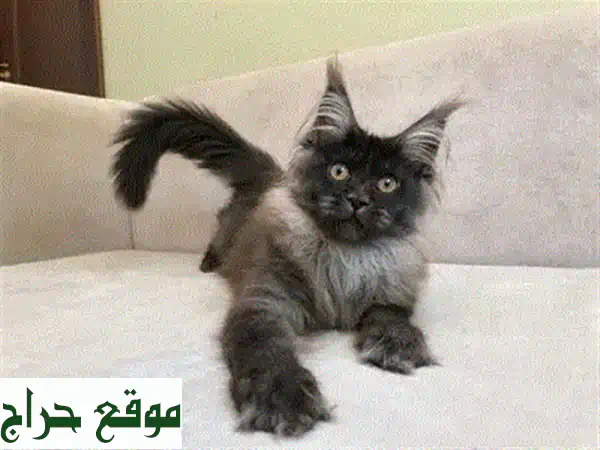 قطة أليفة للتبني: رفيقة مثالية، مطيعة ومدربة، منزوعة المخالب الأمامية! 2