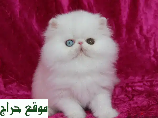 قطط شيرازي وروسي أزرق بيور للبيع - أليفة، مطعمة وجاهزة لمنزلك الدافئ! 2