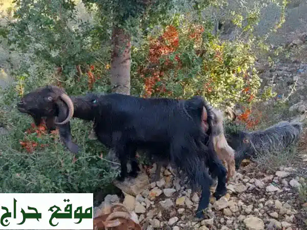 🌟 فرصة ذهبية: ماعز عشار (4) وجداية (3) للبيع - حلال مميز لمزرعتك! 🌟 2