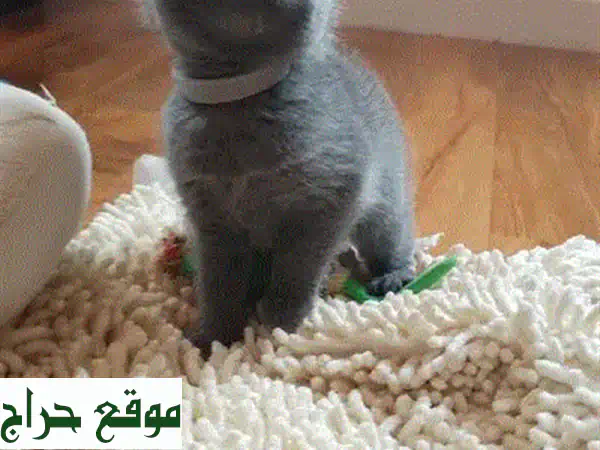 قطط شيرازي وروسي أزرق بيور للبيع - أليفة، مطعمة وجاهزة لمنزلك الدافئ! 4