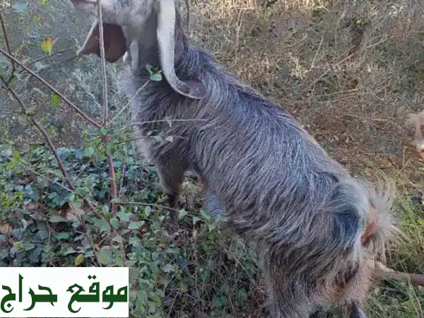 🌟 فرصة ذهبية: ماعز عشار (4) وجداية (3) للبيع - حلال مميز لمزرعتك! 🌟 3