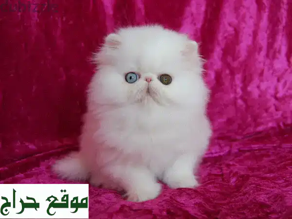 قطط شيرازي وروسي أزرق بيور للبيع - أليفة، مطعمة وجاهزة لمنزلك الدافئ! 3