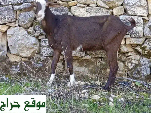 🌟 فرصة ذهبية: ماعز عشار (4) وجداية (3) للبيع - حلال مميز لمزرعتك! 🌟 4