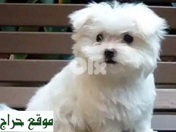 جراء بيشون مالطيز أصيلة | ذكور وإناث للبيع (حزمة متكاملة وشاملة) - كلاب للبيع 2