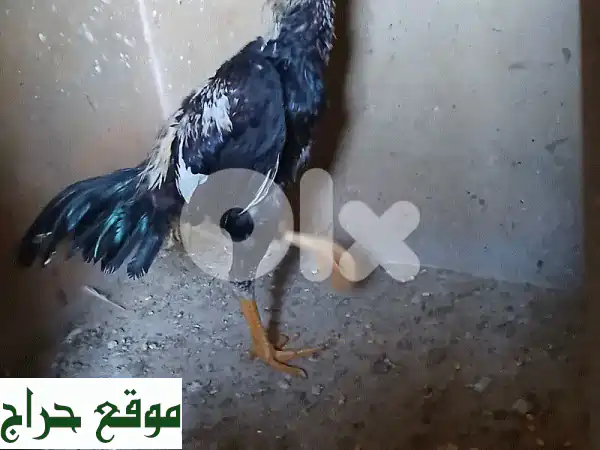 فرصة ذهبية: زوج دجاج وديك نشيط بعمر سنة | إنتاج وصحة ممتازة بـ ٧٠$ فقط! 2