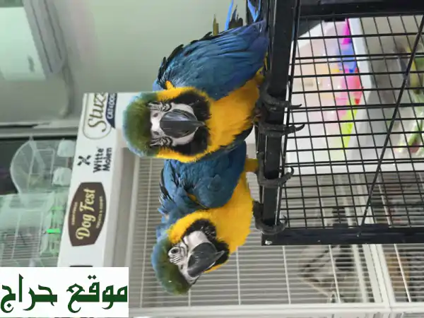 بغباغاء بلو جولد مكاو أليف للبيع بالعين | 4 شهور سوبر جامبو | باروتس مارت 2