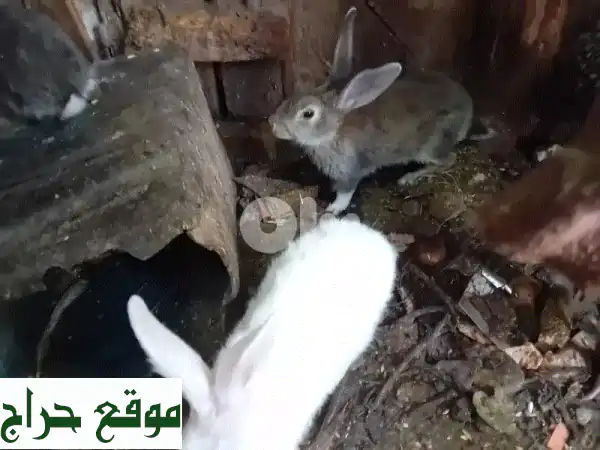 🌟 ارانب للبيع: صحة ممتازة، أعمار ذهبية (8 أشهر-3 سنوات) - بدءاً من 5$! 🌟 2
