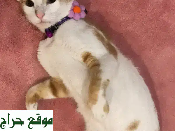 Spayed+Vaccinated female cat for free adoption قطة معقمة ومطعمة للتبني 2