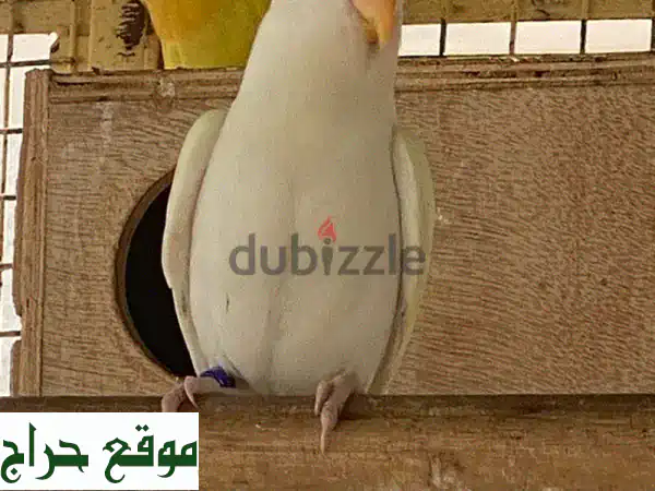 روز لاتينيو: سحر العيون الحمراء وجمال اللون الفريد (حمام زينة أصيل) 4