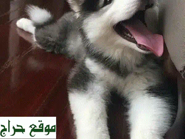 Adorable White Loulou Spitz puppy, delivery available, dog, كلاب 3